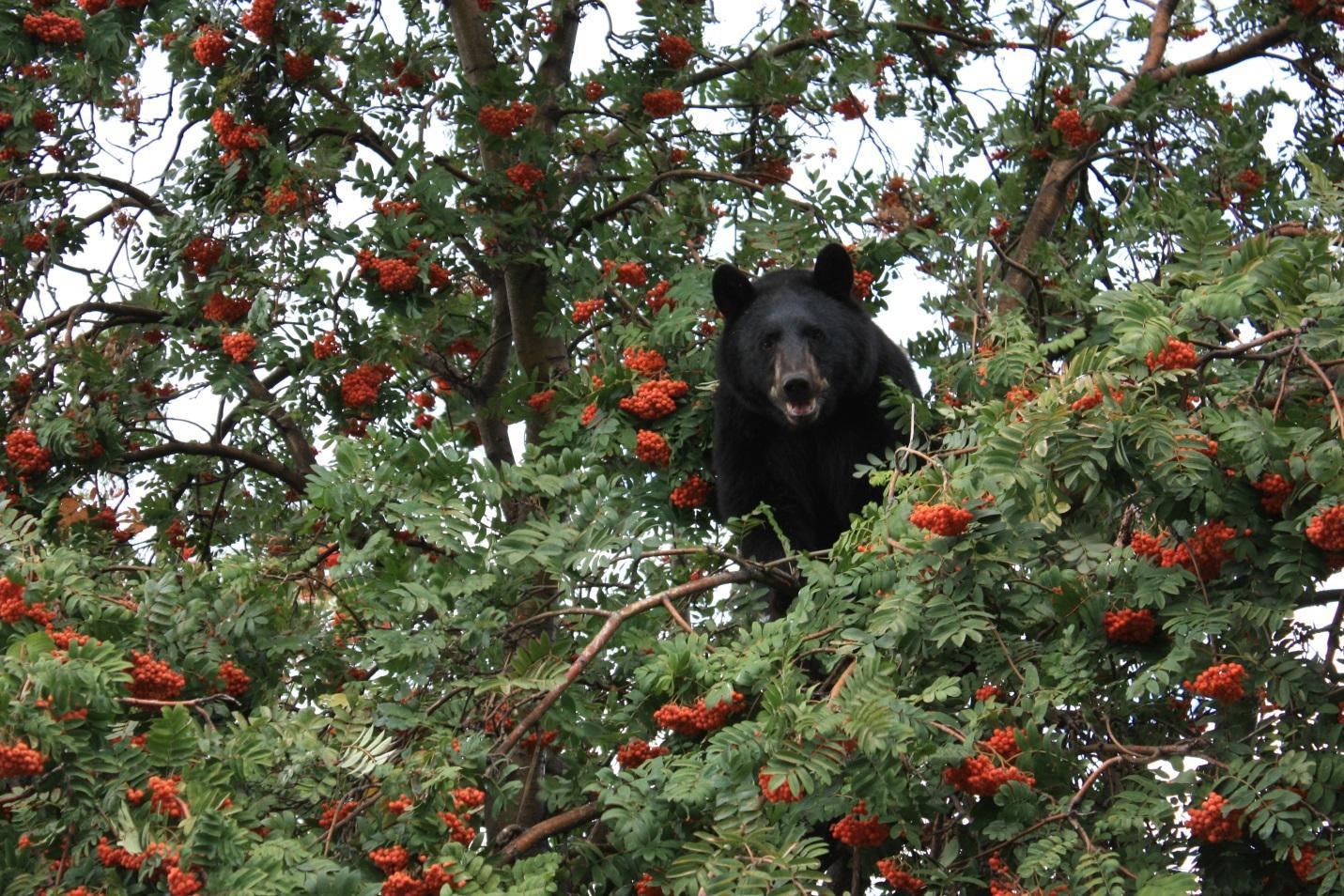 bear mountain ash bear mountain ash