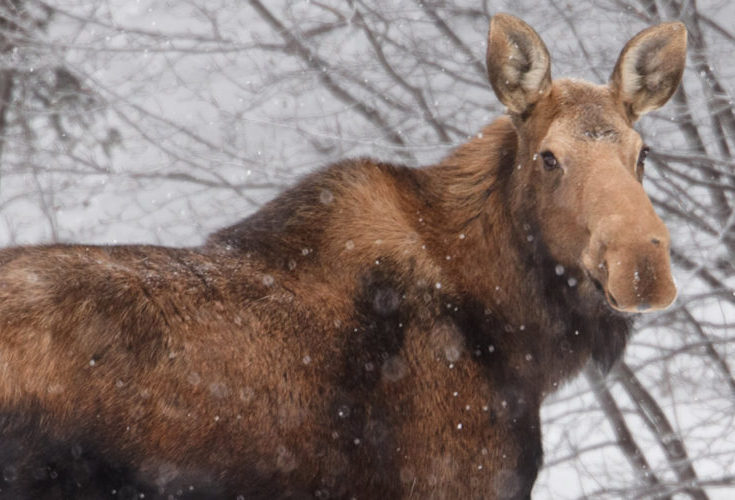 cropped-cropped-Moose_header-1.jpg cropped-cropped-Moose_header-1.jpg