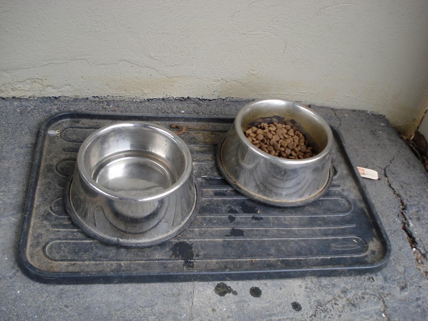 dog food dog food