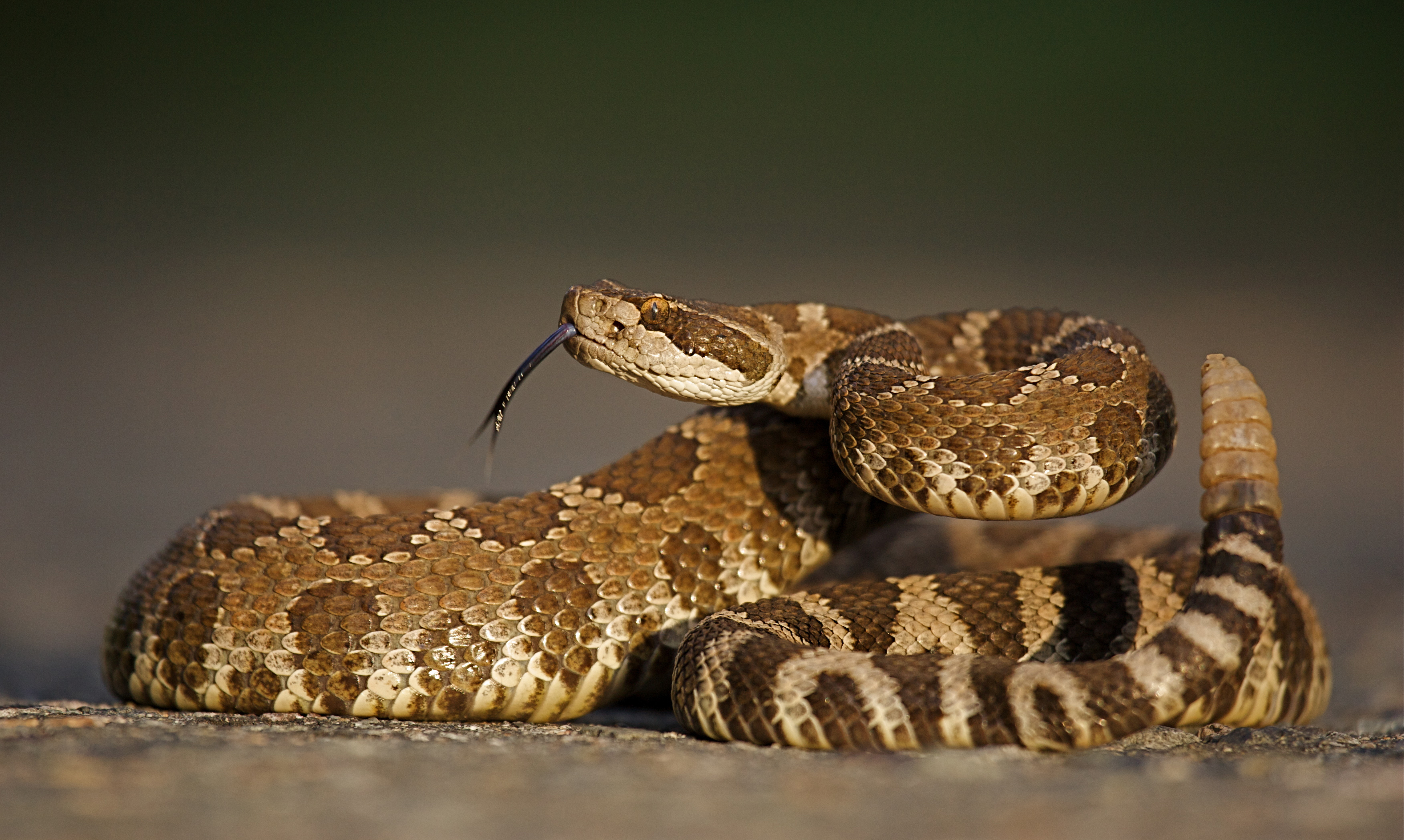 shutterstock_108488321 shutterstock_108488321