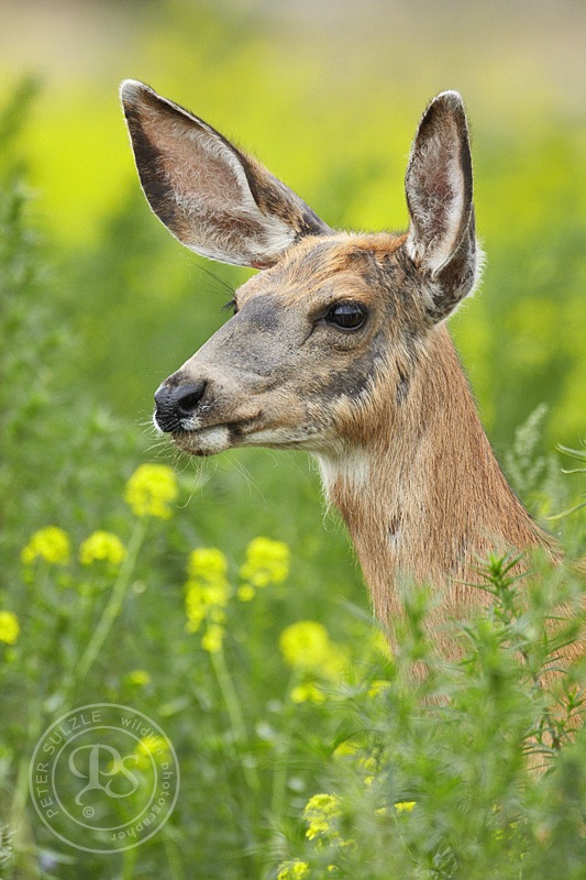 Deer Hair Identification Chart