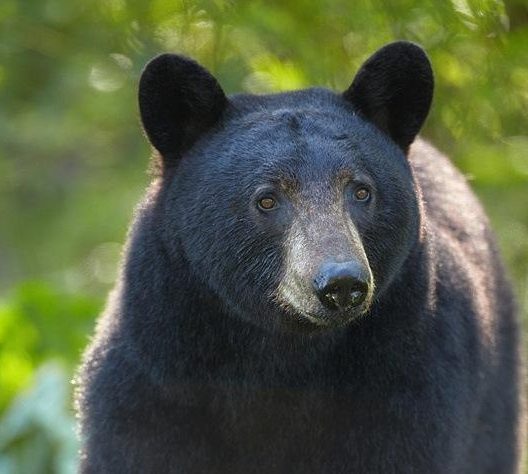 Black Bear Weight Chart