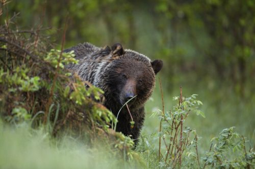 wildsafebcPsulzle_18