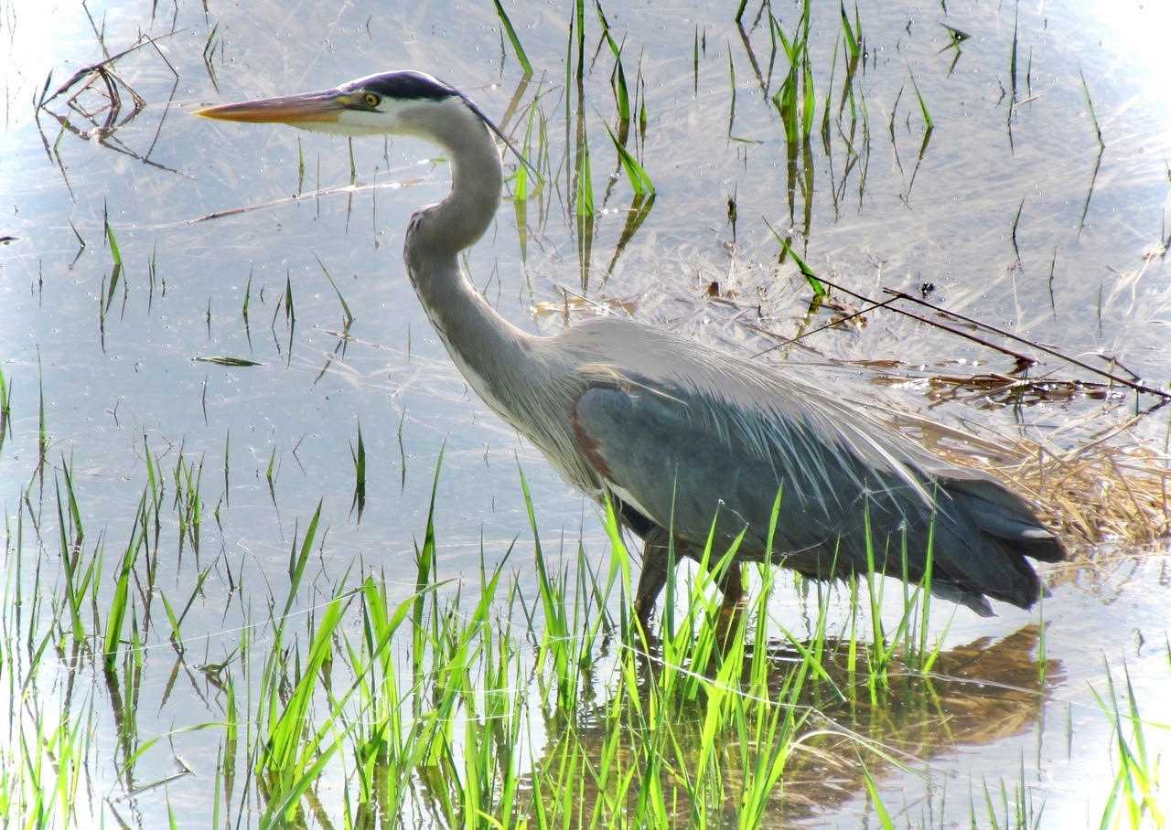 heron3rsz heron3rsz