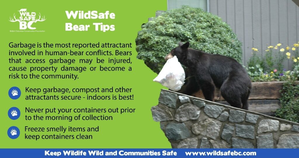 bin_tagging_wildsafe_bear_tips-min