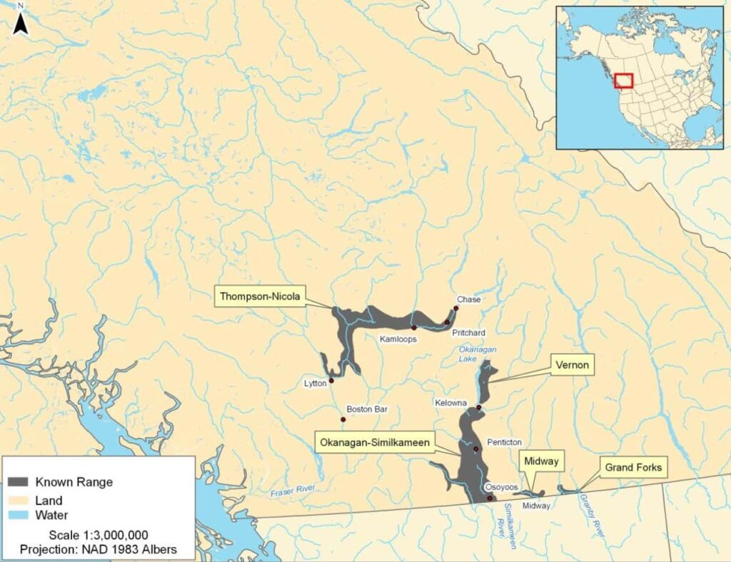 Rattlesnake – WildsafeBC