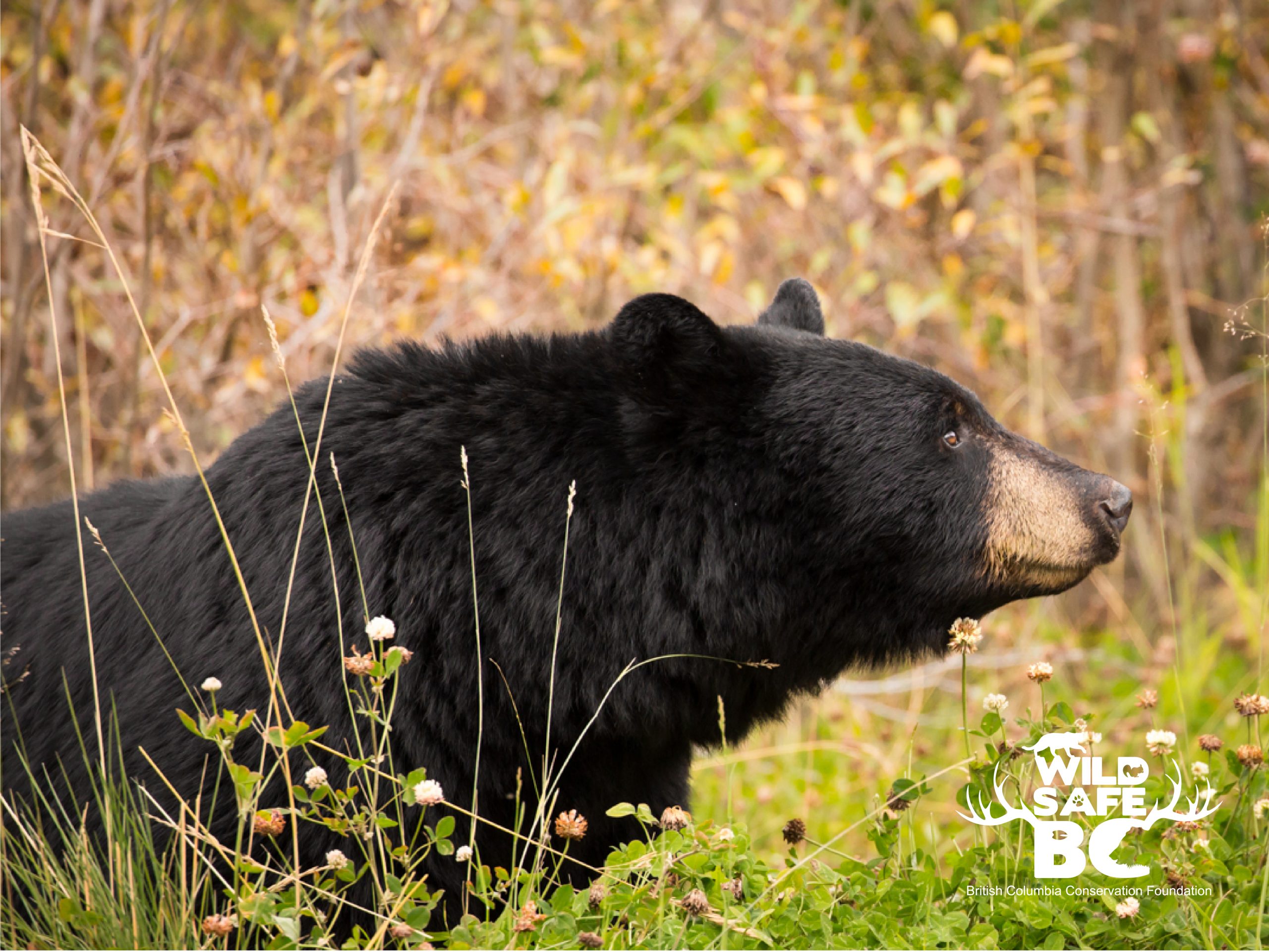 Black Bear – WildsafeBC