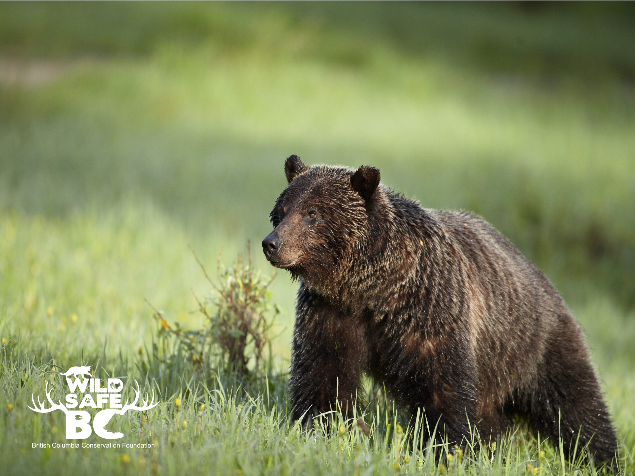 About the Grizzly Bear - Grizzly bear conservation and protection