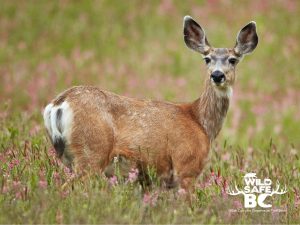 A deer stands waist deep in a field of weeds.