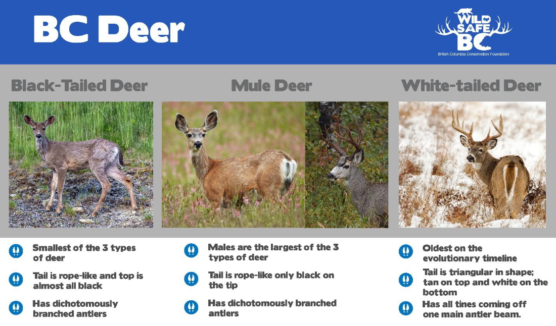 WildsafeBC flyer concerning the three types of deer in BC