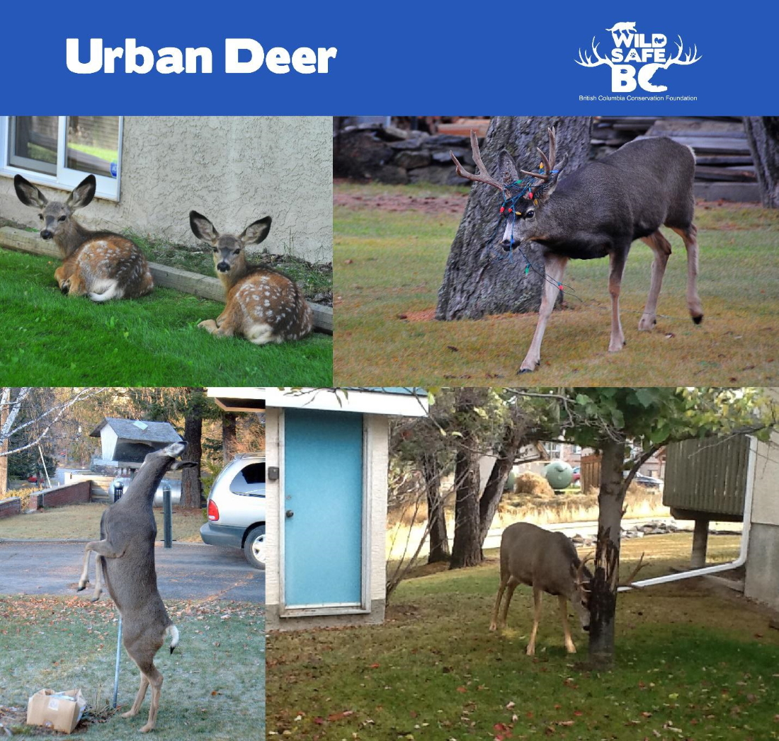 WildsafeBC: four examples of Urban Deer