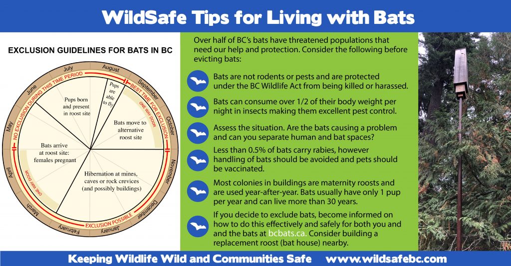 Bats WildsafeBC