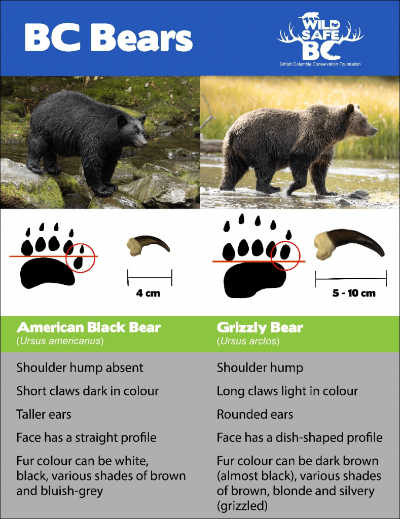 Bear Identification & Signs (Be Bear Aware) - IGBC