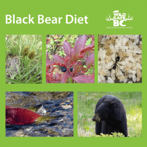 Black Bear – WildsafeBC