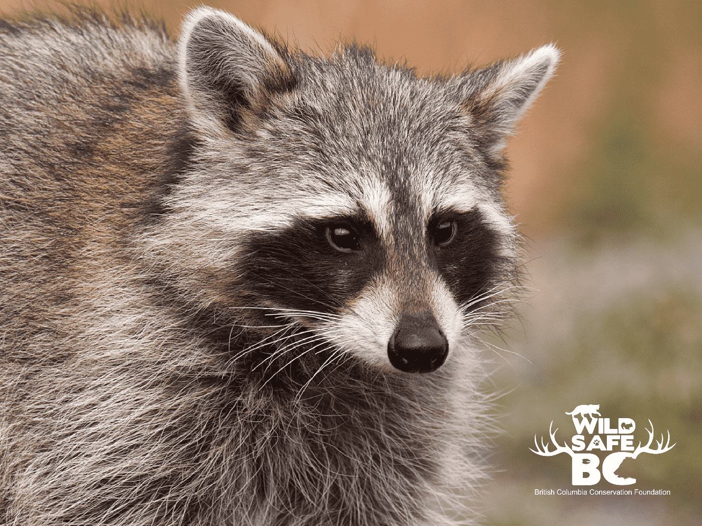 Raccoon – WildsafeBC