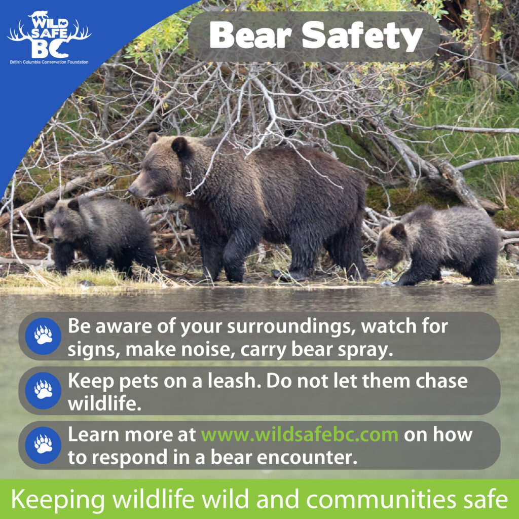 Grizzly Bear WildsafeBC