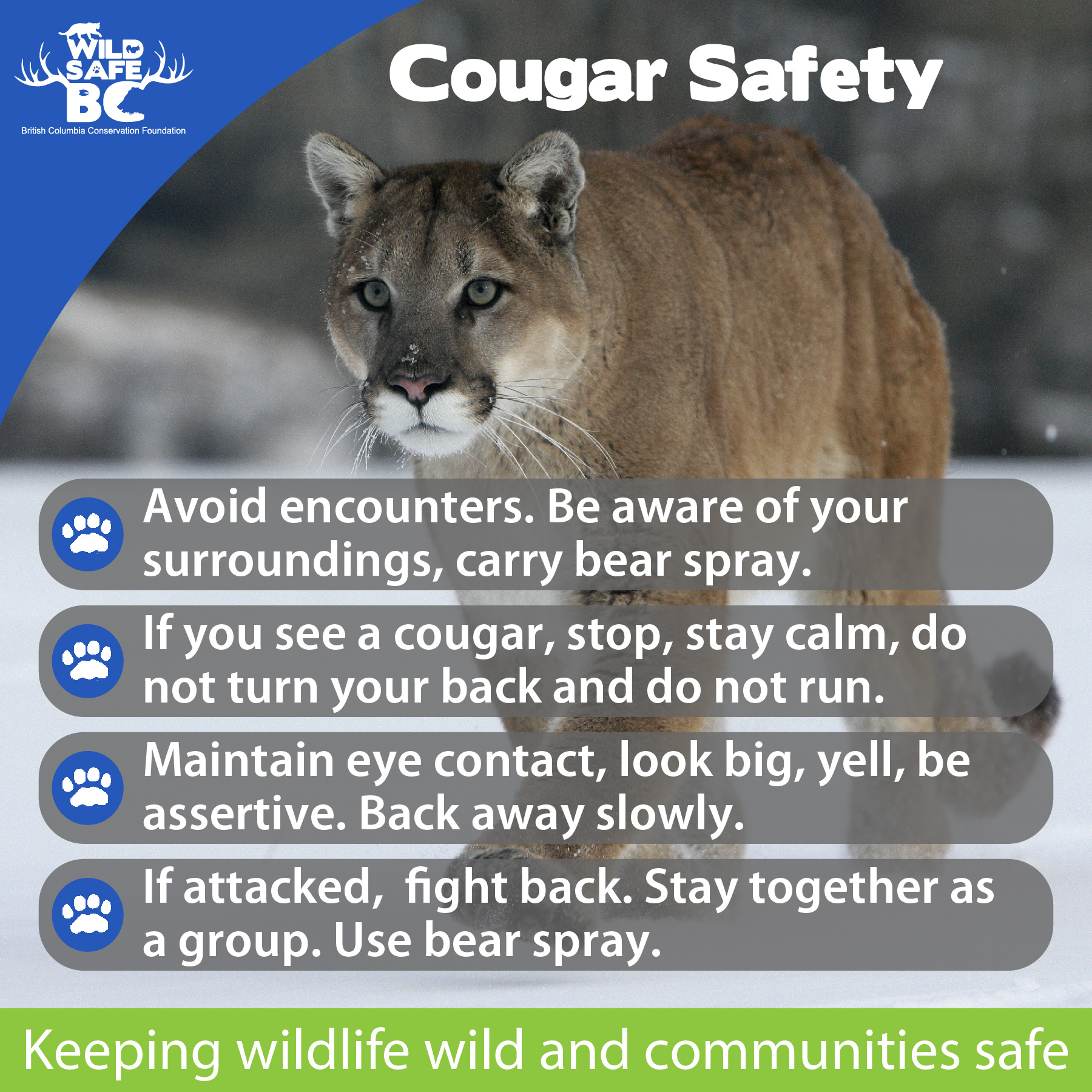 Cougar animal sale facts