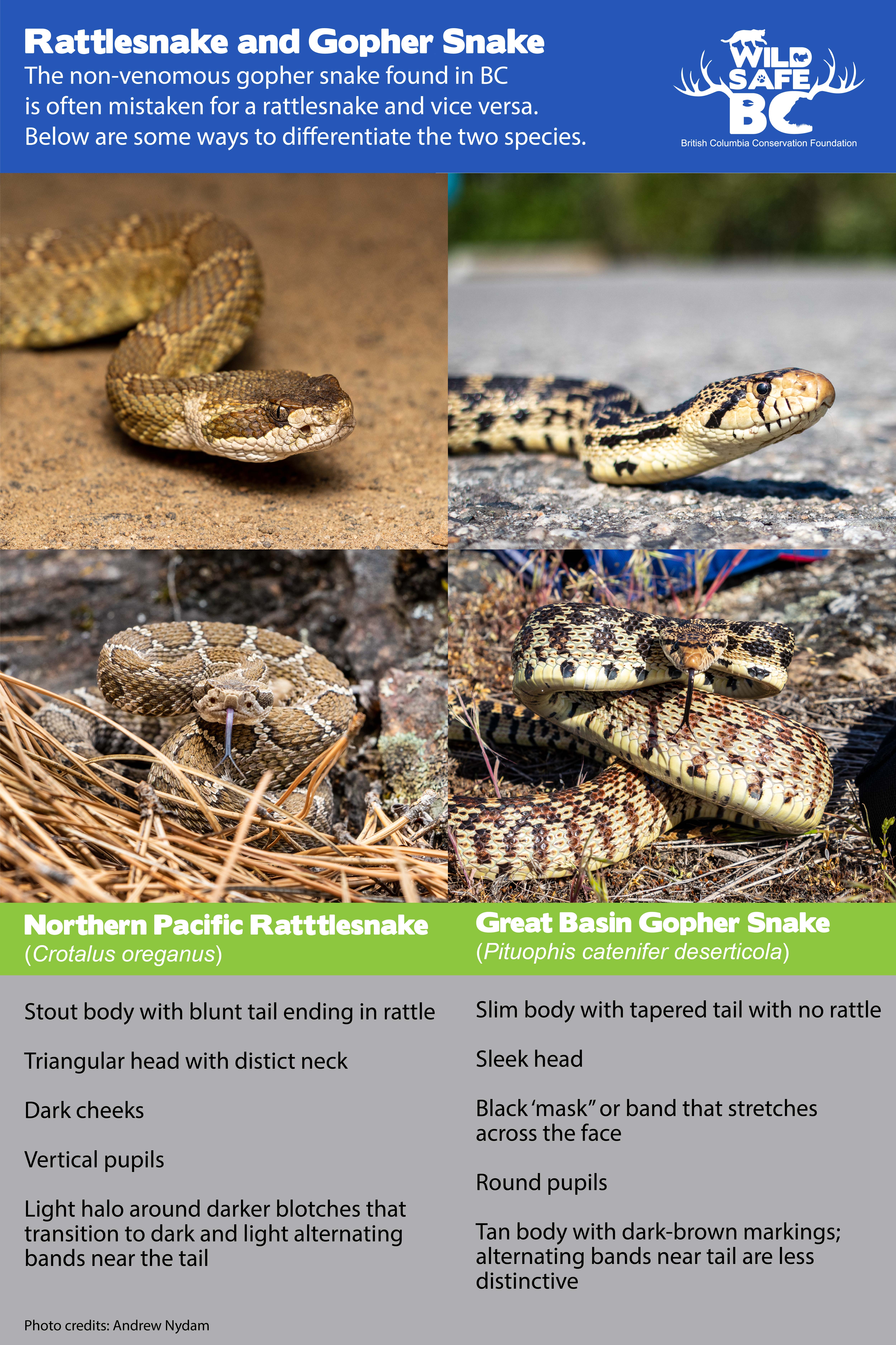 great basin rattlesnake range