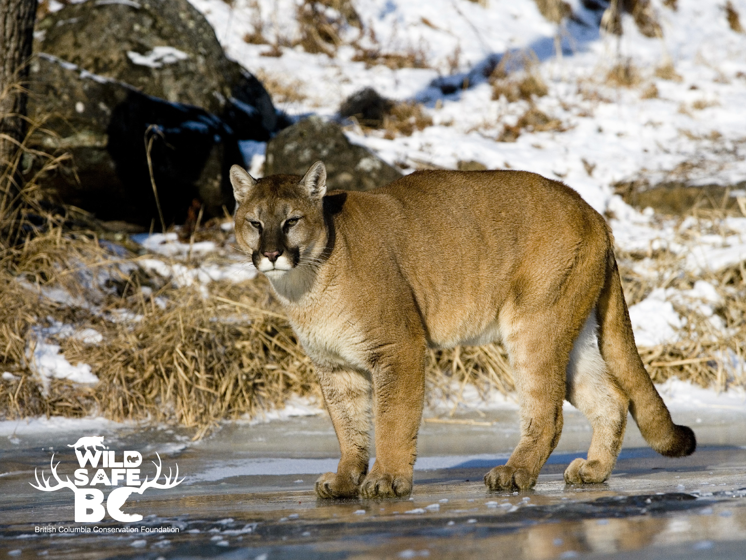 Cougar WildsafeBC