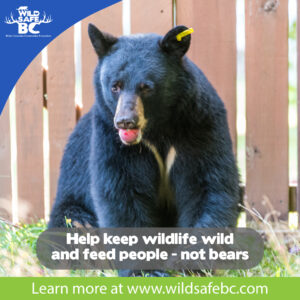 Electric Fencing – WildsafeBC