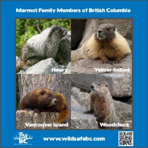 Marmots – WildsafeBC