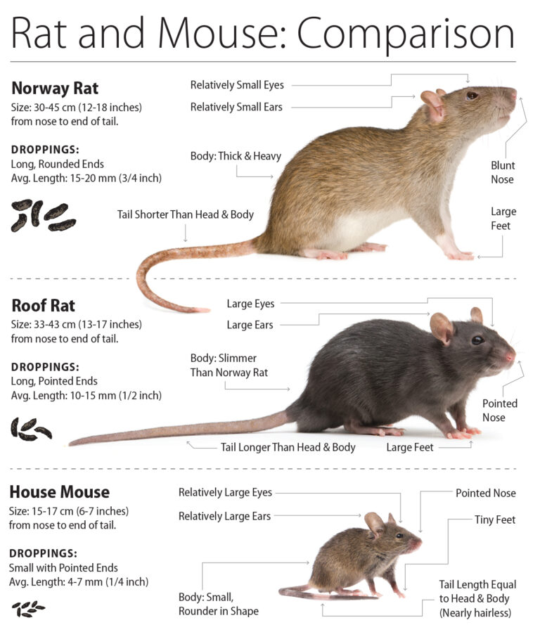 Rats WildsafeBC