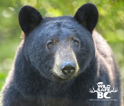 Black Bear – WildsafeBC