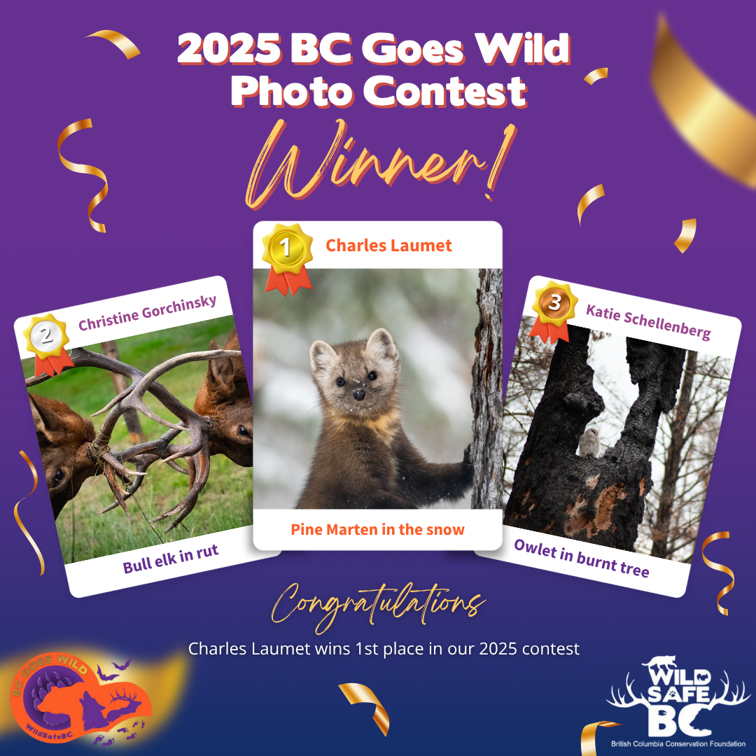 Photo Contest - Non-Bears